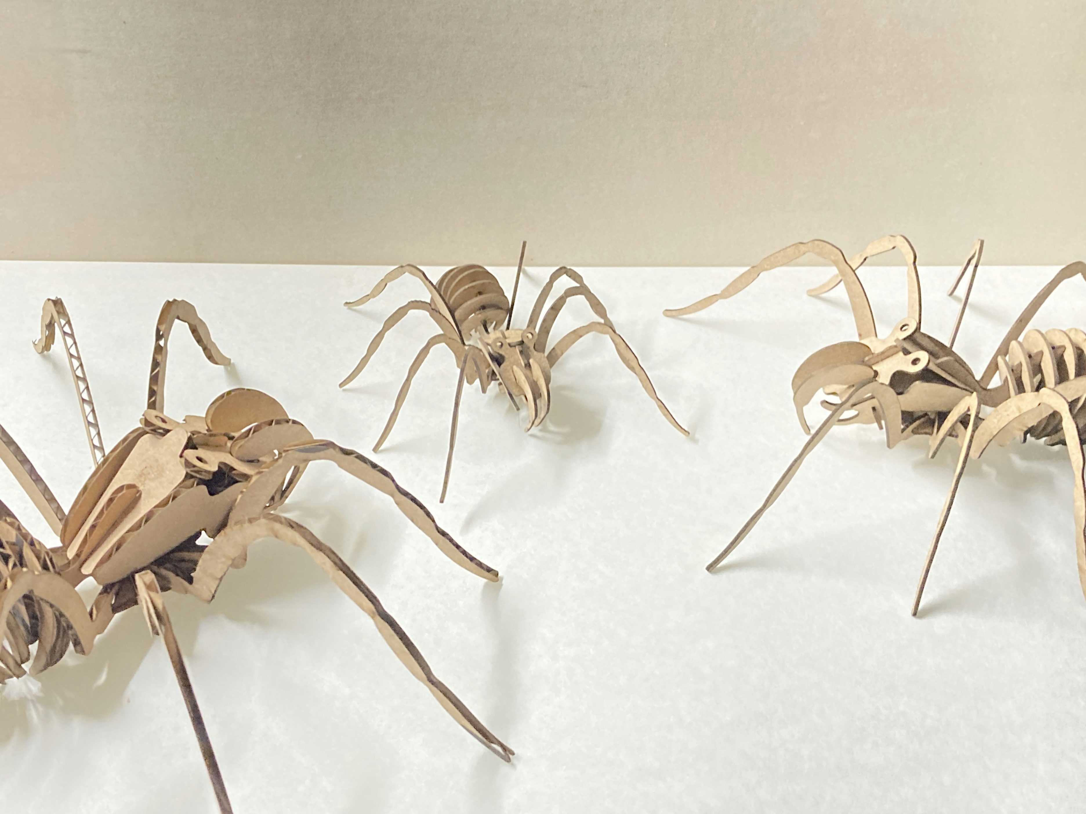 Spider